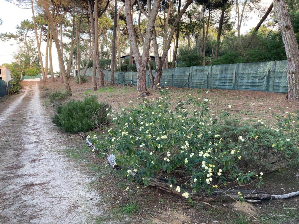 Moradia No Pinhal Com Piscina - Espaco E Privacidade Para As Suas Ferias! Sintra Kültér fotó